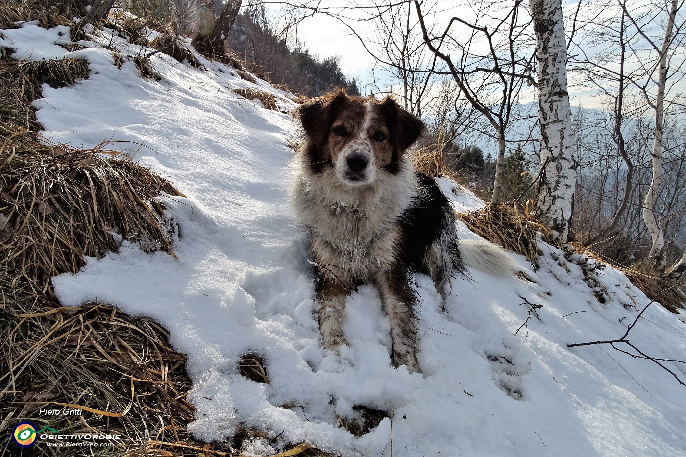 50 Nika felice nella neve.JPG
